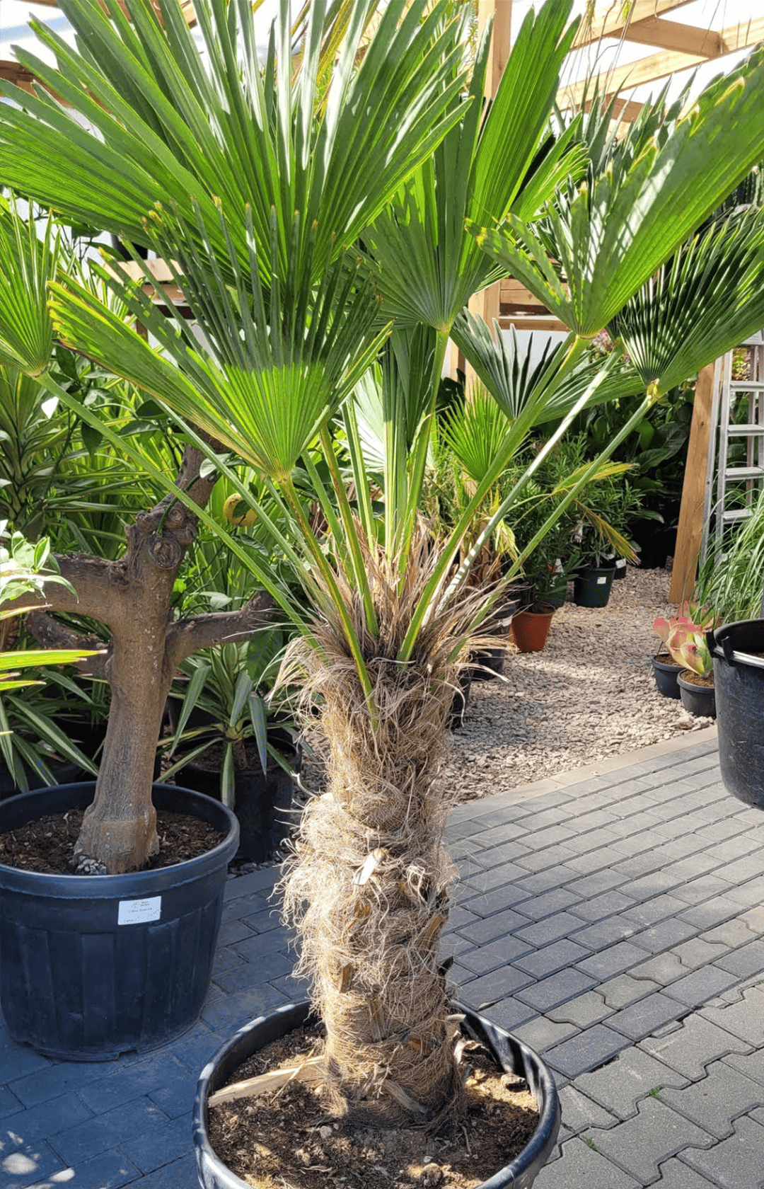 Trachycarpus Wagnerianus